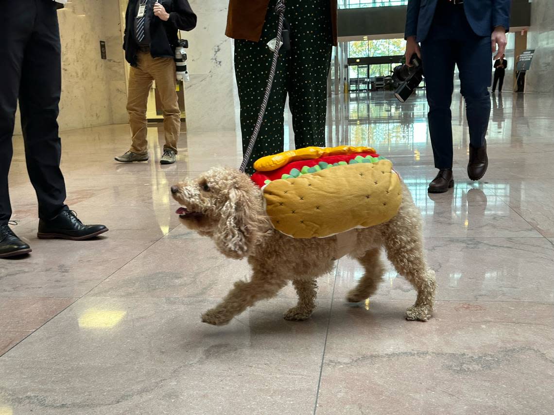 A dog dressed as a hot dog participates in the Bipawtisan Howl-o-ween Dog Parade on Oct. 31, 2023, in Washington, DC.