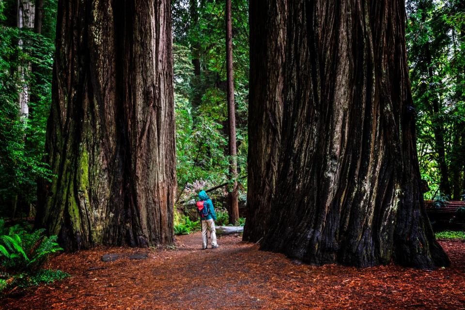 Walking among giants - GETTY