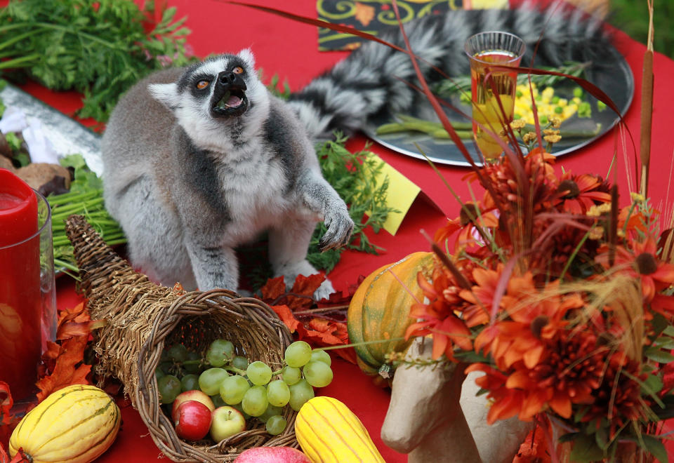 Lemurs Enjoy Thanksgiving Feast At San Francisco Zoo