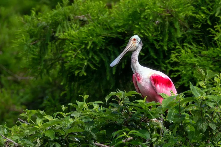 A roseate spoonbill stands bright against the green of a southeast Arkansas swamp. Jami Linder, an Arkansas photographer, documented the first spoonbill nest in the state in 2020.