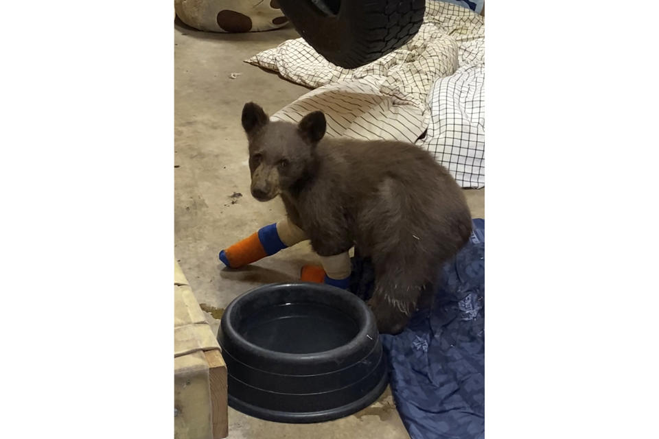 FILE - In this July 31, 2021, file photo provided by Lake Tahoe Wildlife Care, is a bear cub that was taken in for treatment to Lake Tahoe Wildlife Care in South Lake Tahoe, Calif., after it suffered burns in a California wildfire. Wildlife officials are asking for the public's help in locating the bear cub that escaped from the animal rescue center where he was being treated. The 6-month-old black bear nicknamed "Tamarack" after the fire that burned his paws, escaped his enclosure and managed to tunnel under an electric fence at Lake Tahoe Wildlife Care, the center said in a statement on Tuesday, Aug. 3. (Lake Tahoe Wildlife Care via AP, File)