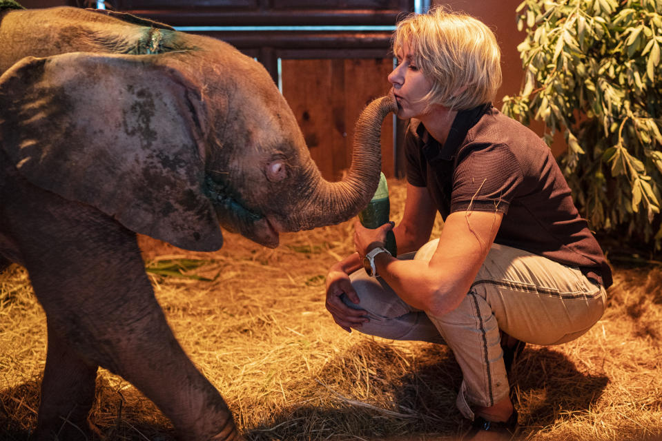 In this photo taken Tuesday Feb. 11, 2020, Adine Roode, founder of the Hoedspruit Elephant Rehabilitation and Development center (HERD), plays with Khanysia, a five-month-old albino elephant in Hoedspruit, South Africa. Khanysia was severely wounded by a manmade snare set by a poacher in the lower Kruger park . She was found days later severely dehydrated and brought to the Hoedspruit elephant reab center. (AP Photo/Jerome Delay)