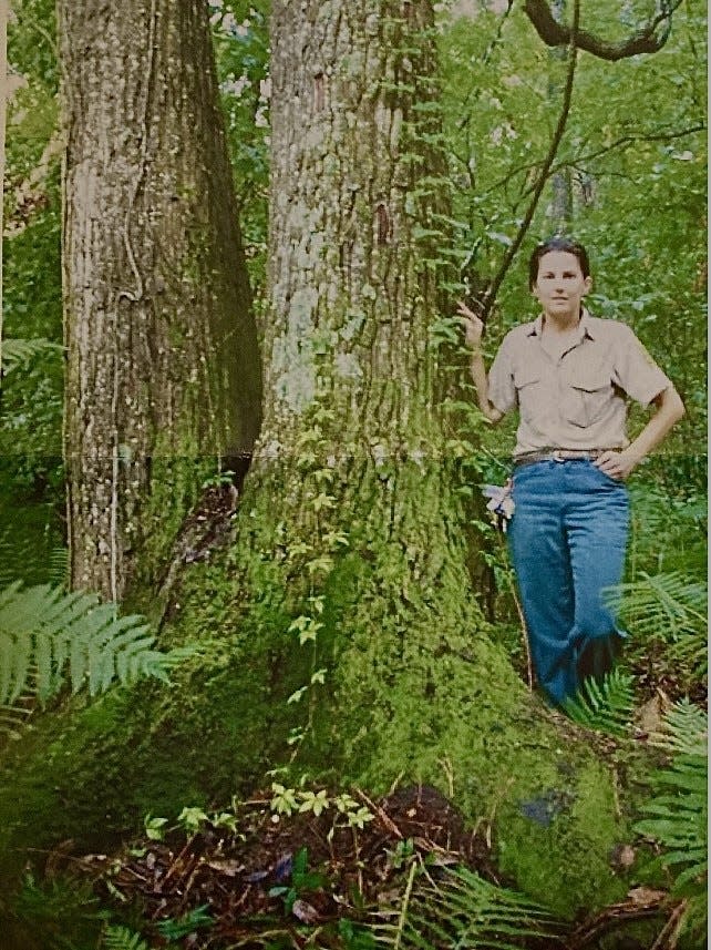 In 2014, forester Carolyn Dawson helped measure the tree that was crowned the national champion loblolly bay. The tree recently fell, leaving another loblolly bay in the Timucuan Preserve as the national champion.