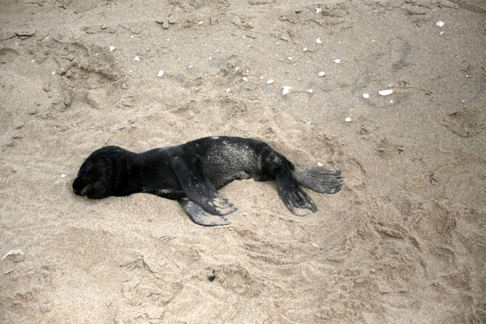 The crisis is worst at Pelican Point, though dead seals and pups have been observed all along the Namibian coast. Source: Namibian Dolphin Project