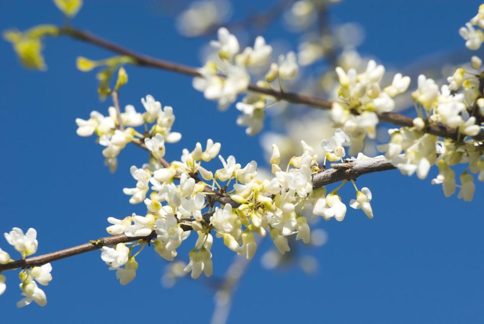 white eastern redbud