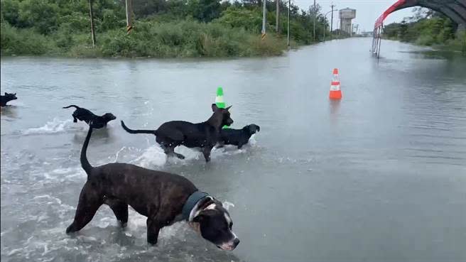 一家5口的狗家庭在積水的馬路上戲水及覓食。（周麗蘭攝）