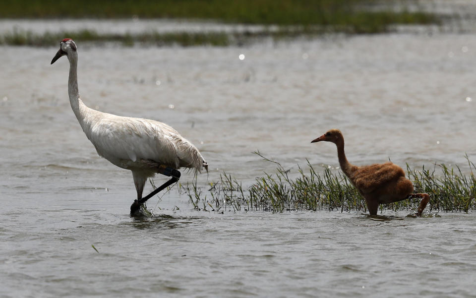 FILE - In this June 11, 2018, file photo, a captive-bred whooping crane and its wild-hatched chick forage through a crawfish pond in Jefferson Davis Parish, La. The COVID-19 pandemic means far fewer chicks than usual are being bred in captivity to release in the wild in fall 2020. (AP Photo/Gerald Herbert, File)