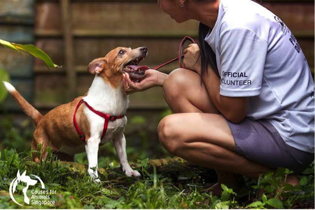 volunteering animals singapore