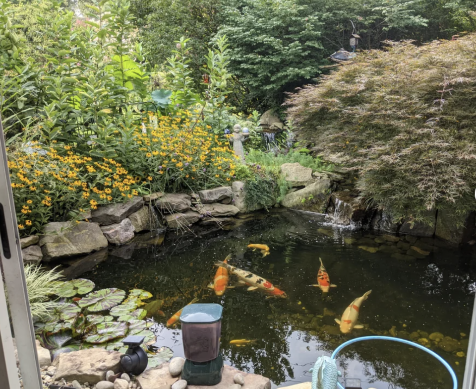 Grandma's lush pond with koi fish and surrounding greenery, viewed from above