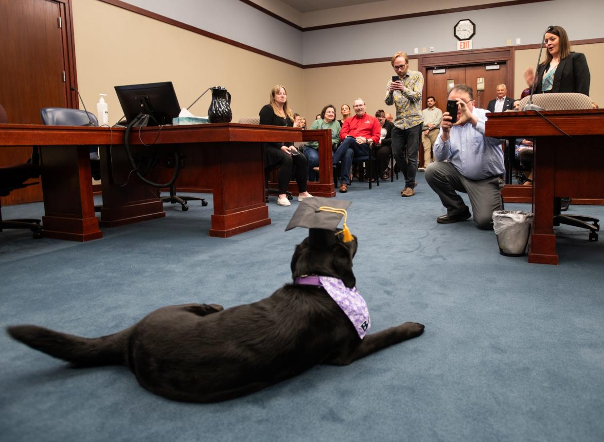 People take photos of newly sworn-in emotional support dog 'Basil,' Wednesday, May 15, 2024, in Judge Joyce Draganchuk's courtroom at Veterans Memorial Courthouse in Lansing.