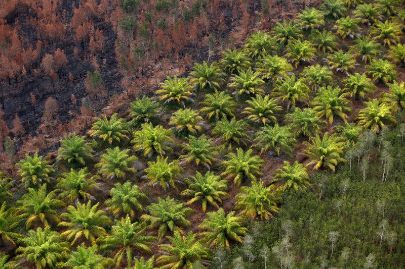 FILE PHOTO: A palm oil plantation is pictured next to a burnt forest near Banjarmasin in South Kalimantan province, Indonesia