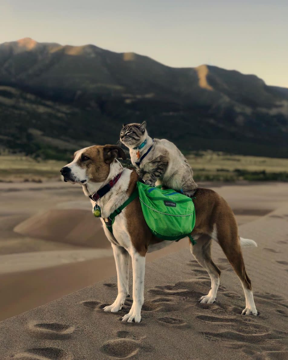 The couple adopted Henry from Rocky Mountain Puppy Rescue in 2014 when he was 3 months old. In 2017, they adopted Baloo from Evergreen Cat Sanctuary when he was less than 3 months old. (Photo: <a href="https://www.instagram.com/henrythecoloradodog/" target="_blank">@henrythecoloradodog</a>)