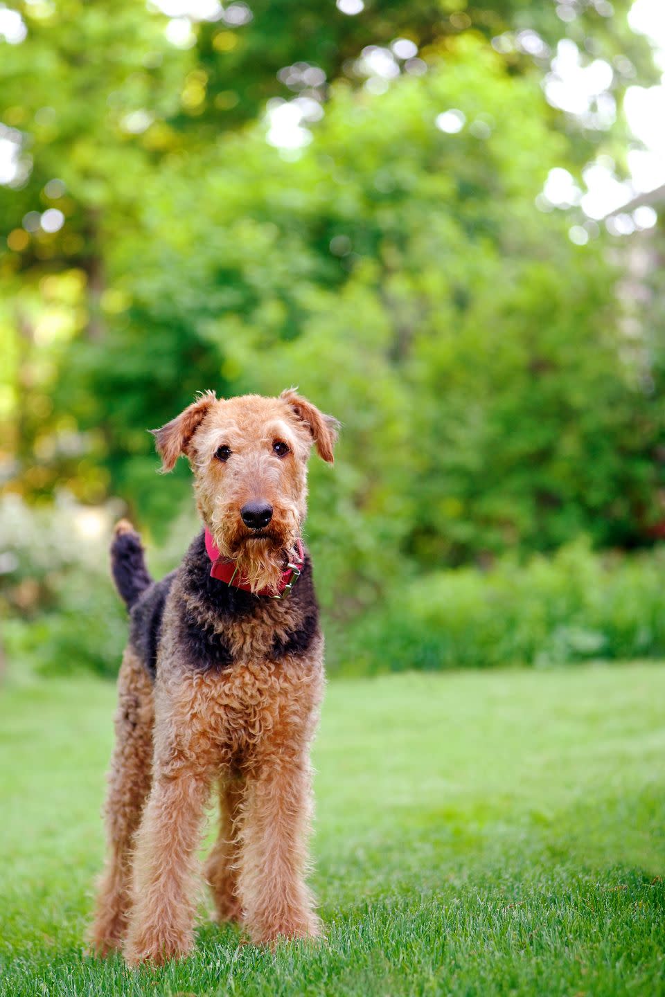 medium dog breeds airedale terrier