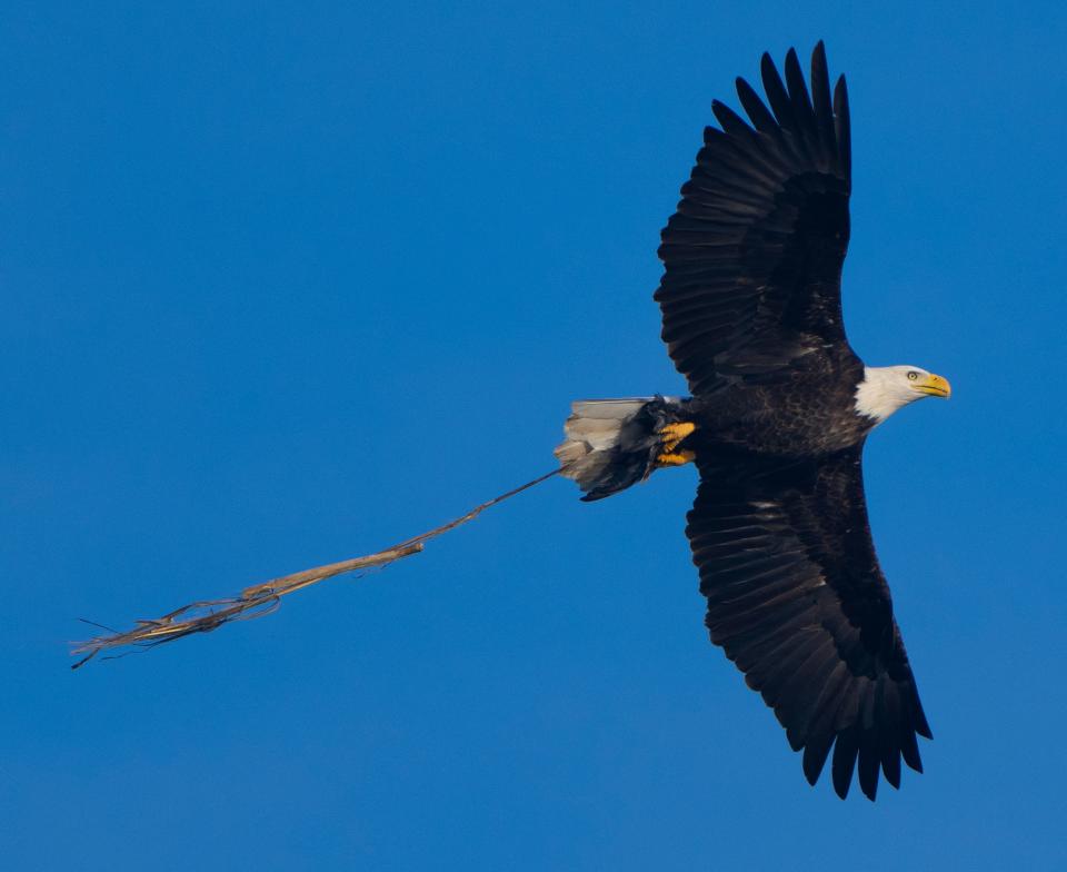 A bald eagle flies over duck hunters Nov. 21, 2023 in the Upper Mississippi River National Wildlife and Fish Refuge in Stoddard, Wisconsin.