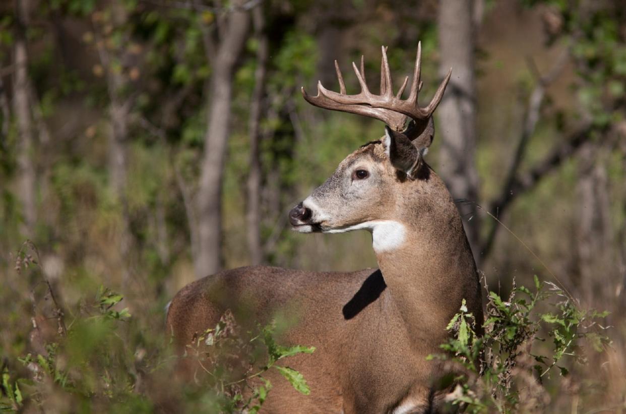 Deer gun season is taking place this week.