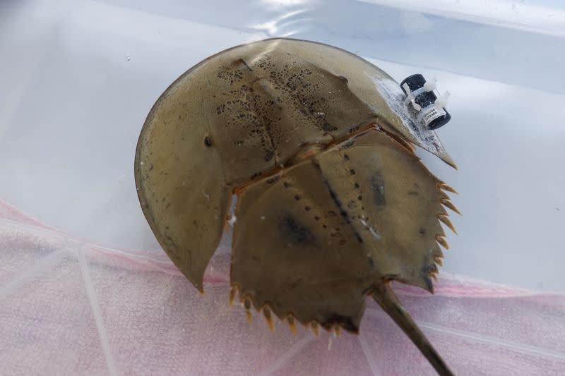 Tagged adult horseshoe crabs released into Tung Chung Bay, marking the initiation of the first underwater automated acoustic telemetry system for a pilot tracking study of endangered horseshoe crabs, in Hong Kong