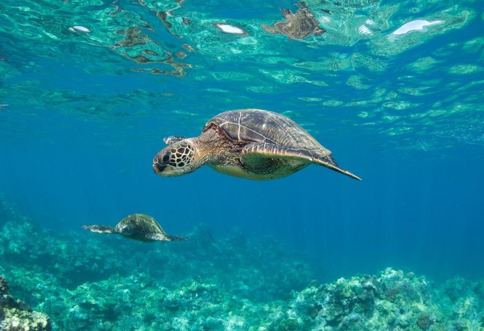 A sea turtle swims in Kihei, Maui, Hawaii.