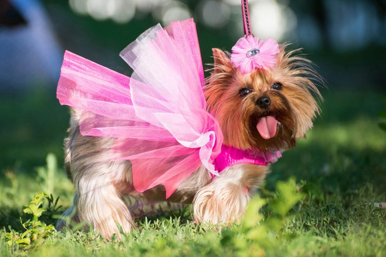yorkshire terrier dressed up in pink tulle; one of the 10 signs your dog is spoiled