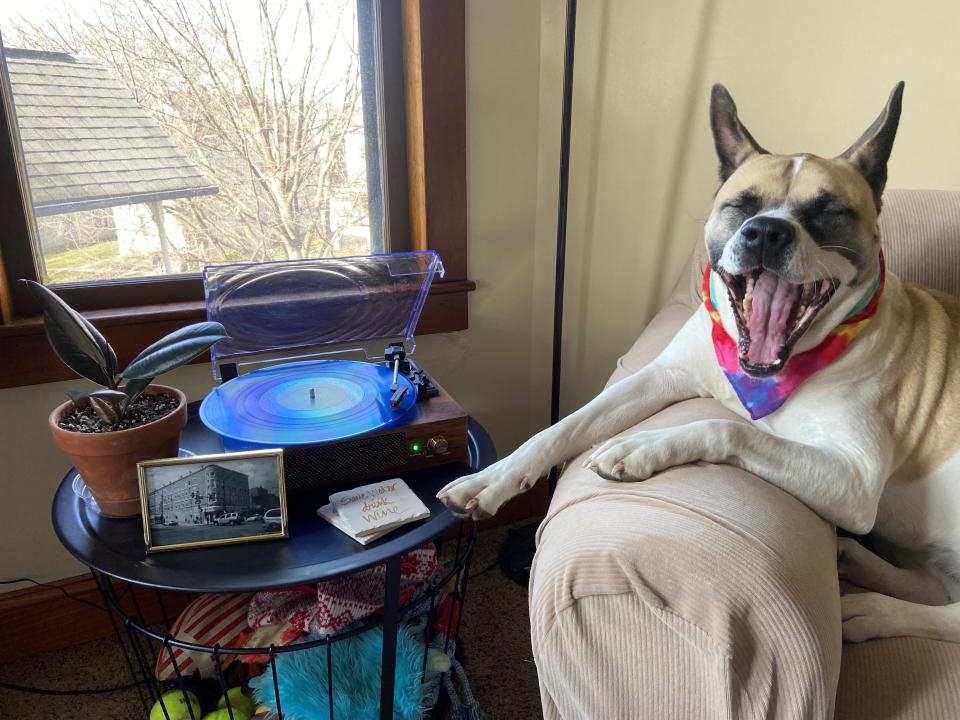 Sheba's singing along to the record of the day.