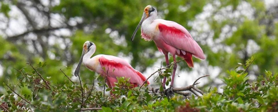 Nesting numbers for roseate spoonbills were down again in Florida Bay, where sea rise is driving up water levels.