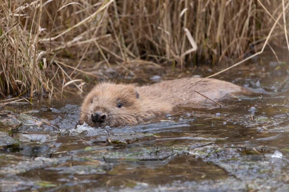 The beavers are expected to help enhance biodiversity on the farm (scotlandbigpicture.com /PA)