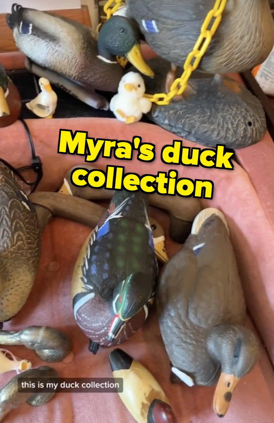 Myra's duck collection is being displayed