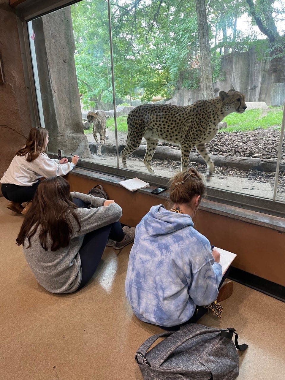 Carroll University students Francesca Grimes, Danielle Geissberger and Kaitlin Knas observe Milwaukee County Zoo cheetahs as part of a research project for the university's animal behavior program.