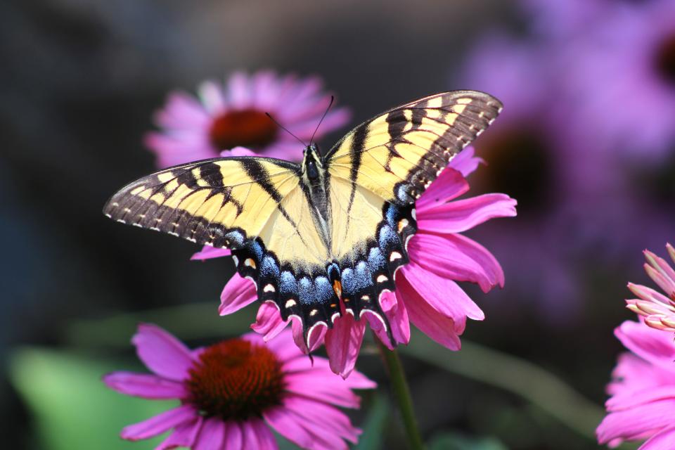 The Garden Club by the Sea will host a Pollinator Fair at Nance Park in Indialantic on Sunday, March 3. Visit sbgca.org.