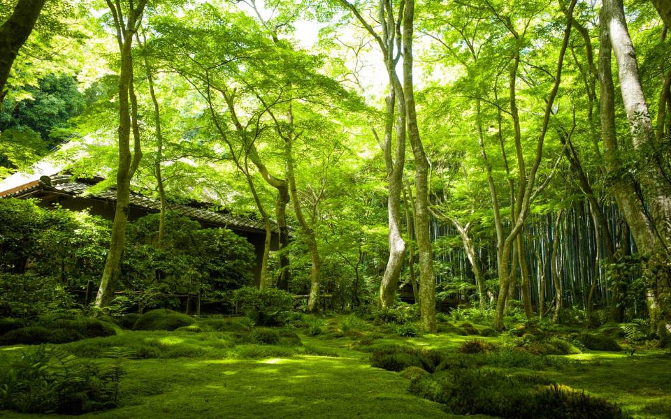 Gio-ji Temple, Kyoto