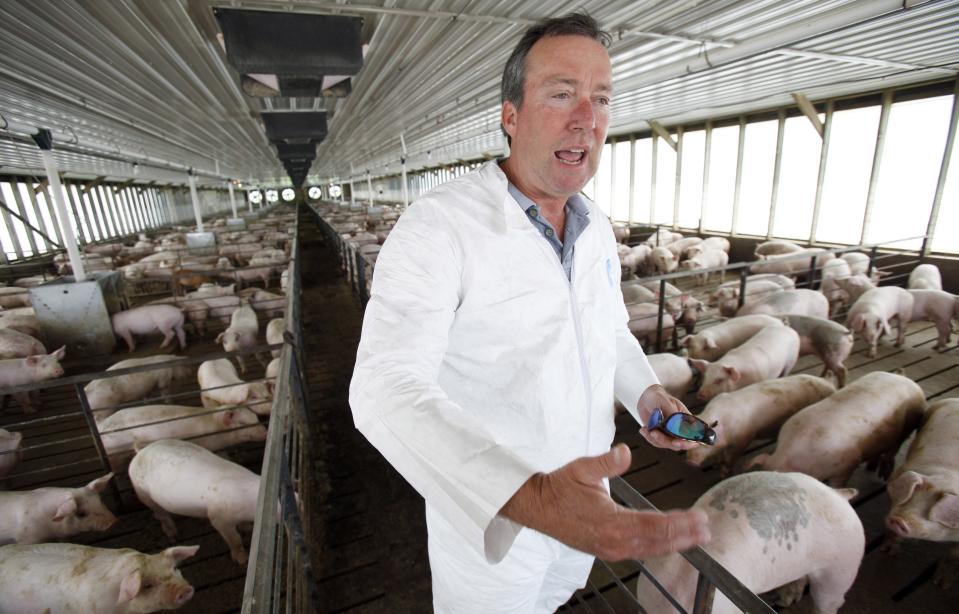 FILE - In this July 9, 2009 file photo Dr. Craig Rowles stands with hogs in one of his Carroll, Iowa, hog buildings. The farmer and longtime veterinarian did all he could to prevent porcine epidemic diarrhea from spreading to his farm, but despite his best efforts the deadly diarrhea attacked in November 2013, killing 13,000 animals in a matter of weeks. PED, a virus never before seen in the U.S. has killed millions of pigs in less than a year, and with little known about how it spreads or how to stop it, it’s threatening pork production and pushing up prices by 10 percent or more. (AP Photo/Charlie Neibergall, File)