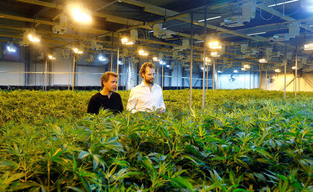 Co-founder Corso Serra di Cassano and marketing chief Boris Blatnik (R) of Swiss cannabis producer KannaSwiss stand in between cannabis plants in the company's greenhouse in Koelliken, Switzerland March 20, 2017. REUTERS/Arnd Wiegmann