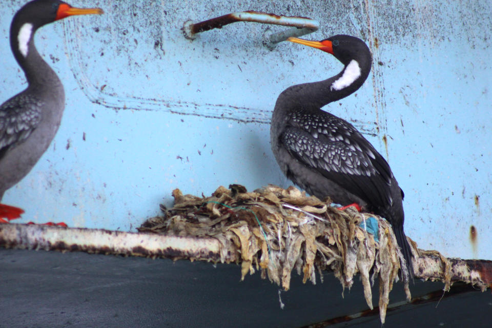 A recent study found that all cormorant nests in Mejillones Bay had at least some plastic. (The Marine Fauna and Whale-Watching Center)