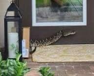 An Amazon driver is in serious condition after being bitten by a rattlesnake while making a delivery to a Florida home, officials said Tuesday. / Credit: Martin County Sheriff's Office