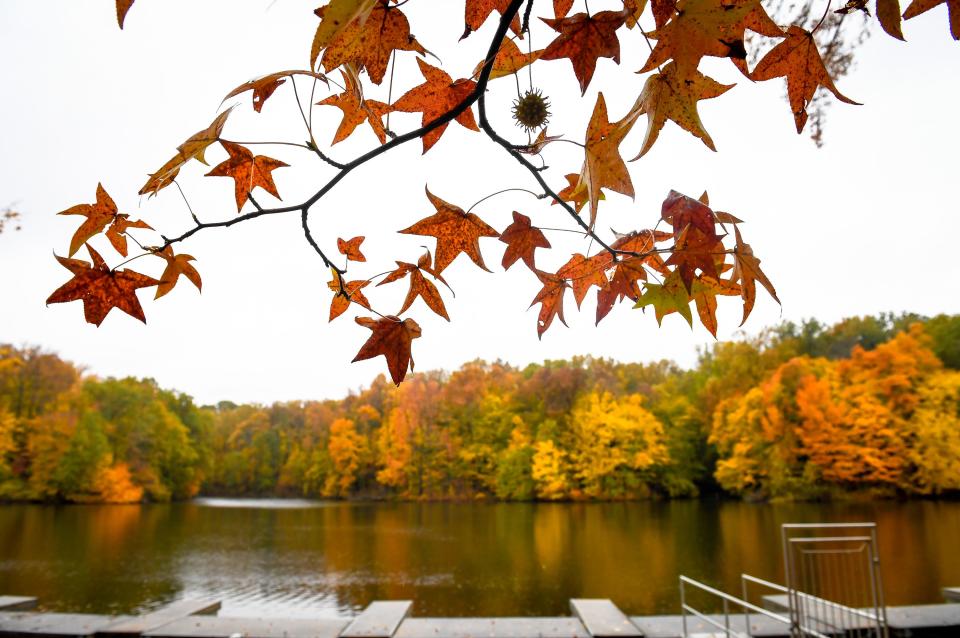 Sweet gum leaves overhang Scenic Lake on a rainy day as muted fall colors line the shore at John James Audubon State Park Thursday, November 7, 2019.