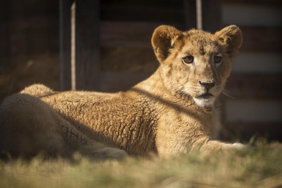 In this photo supplied by Humane Society International (HSI), Freya, a lion cub rescued from the wildfire trade in Lebanon, out of her container at the Drakenstein Lion Park sanctuary in Paarl, South Africa, Thursday, June 27, 2024. (Sam Reinders for Humane Society International via AP)