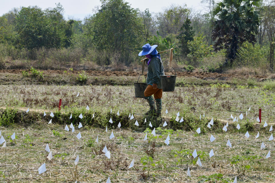 Team members assigned to the Defense POW/MIA Accounting Agency (DPAA), sift through dirt on the wet-screen station alongside local workers during an excavation operation in in Lampang province, Kingdom of Thailand, March 2, 2022. Possible human remains were found at a crash site in a rice field in northern Thailand by the Defense POW/MIA Accounting Agency and were sent to Hawaii where they will be tested to see if they belong to a U.S. pilot who went missing in 1944. (U.S. Army Sgt. 1st Class Michael O'Neal/Defense POW/MIA Accounting Agency via AP)