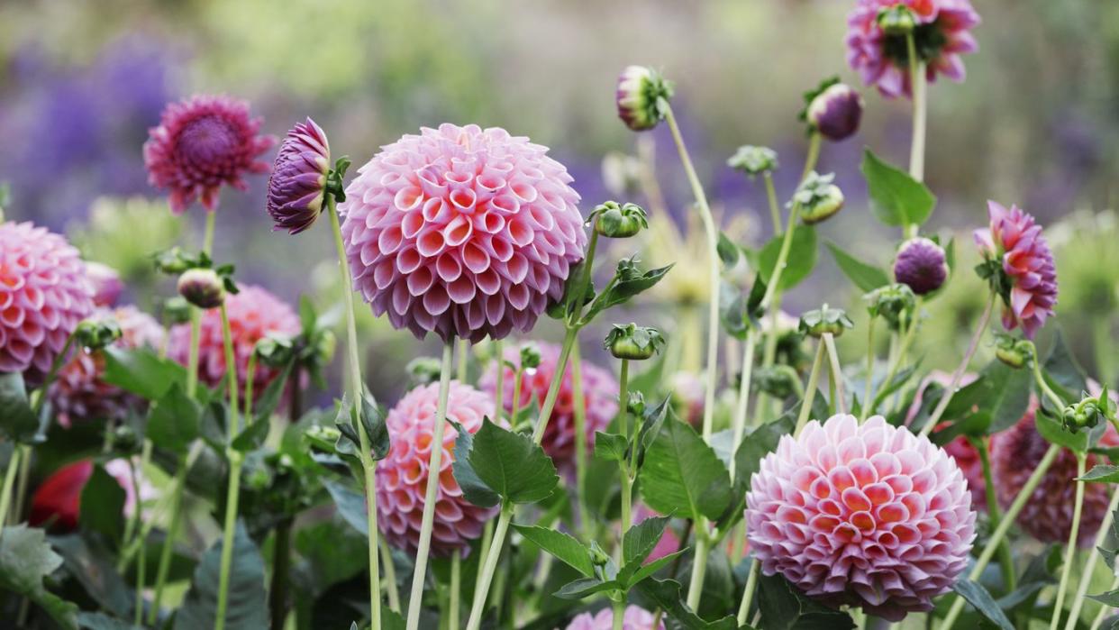 a commercial organic flower nursery bed, pink globe dahlias 