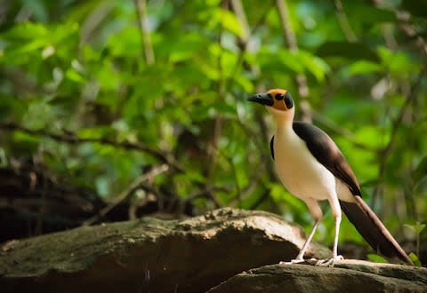 'The avian holy grail, however, is the picathartes' - Credit: Fotolia/AP