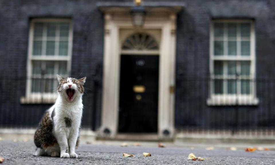 Larry the cat yawning in Downing Street