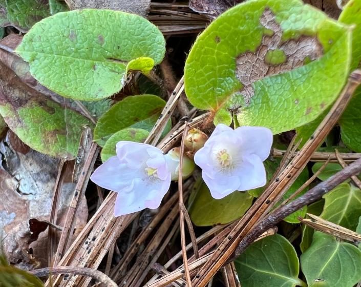 Trailing arbutus, an early spring wildflower, at Great Works Regional Land Trusts' Grants Meadow at Beaver Dam Heath Preserve.