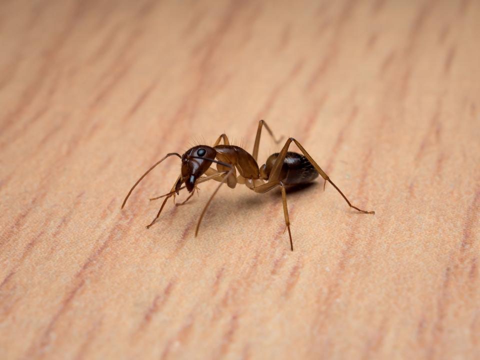 8) Carpenter Ant