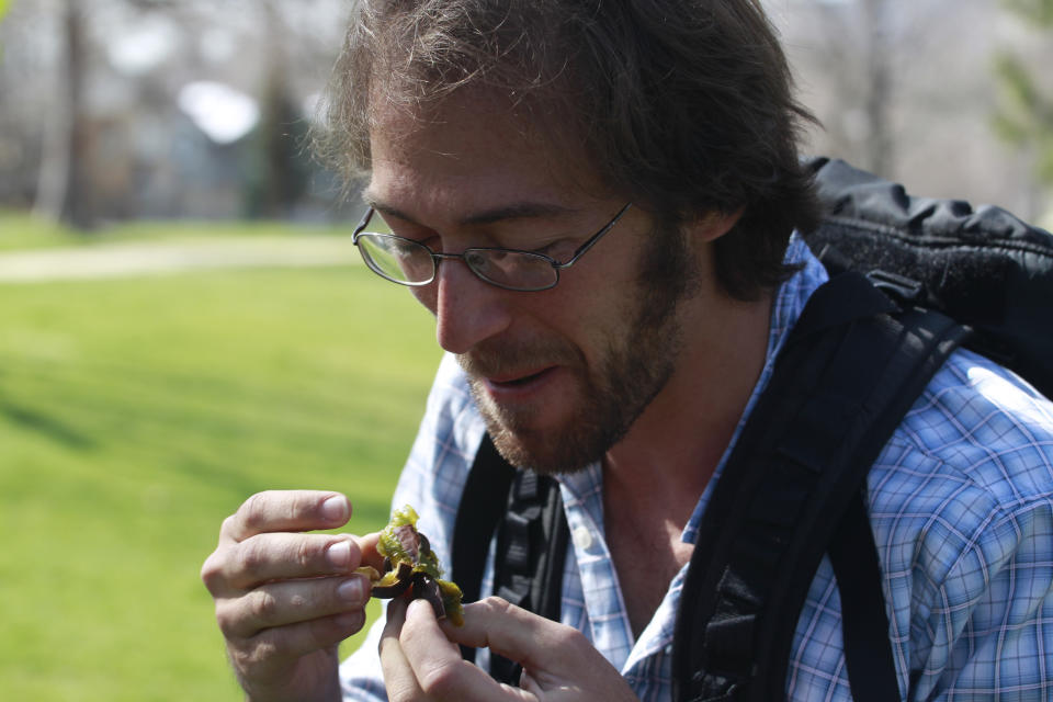 In this Saturday, May 4, 2013 photo, Ethan Welty, co-founder of the urban foraging website fallingfruit.org, tastes and examines a fruity seed pod from a tree at a public park, in Boulder, Colo. Welty's website, which grew out of one of his hobbies, already points the way to more than half a million edible plants in public spaces worldwide, and it is growing. (AP Photo/Brennan Linsley)