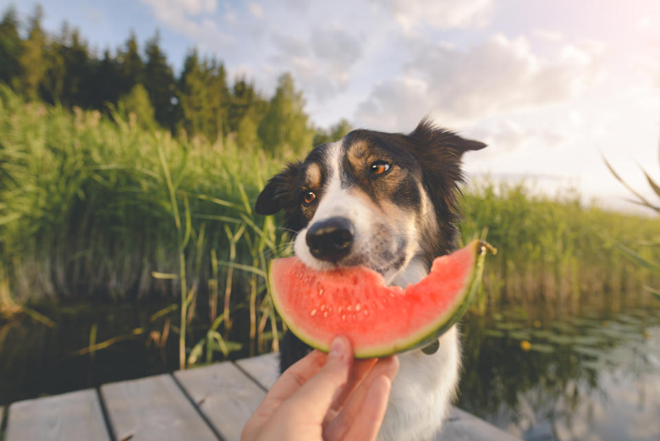 Haustiere wie Hunde sollen Wassermelone nur ohne die dicken, schwarzen Kerne essen - sonst droht Darmverschluss