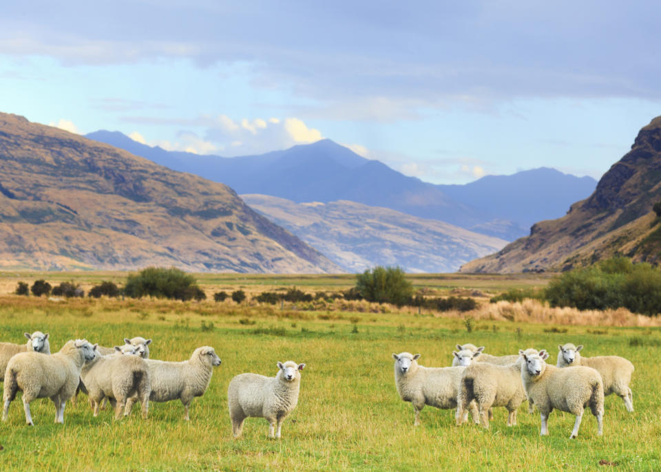 Platz 6 geht an Neuseeland. Allein 78 Prozent der Befragten bejubeln die ausgeglichene Work-Life-Balance. Demnach können sich auch Familien nicht gerade beklagen. Doch ähnlich wie in Australien sind hier die Lebenshaltungskosten vergleichsweise hoch.