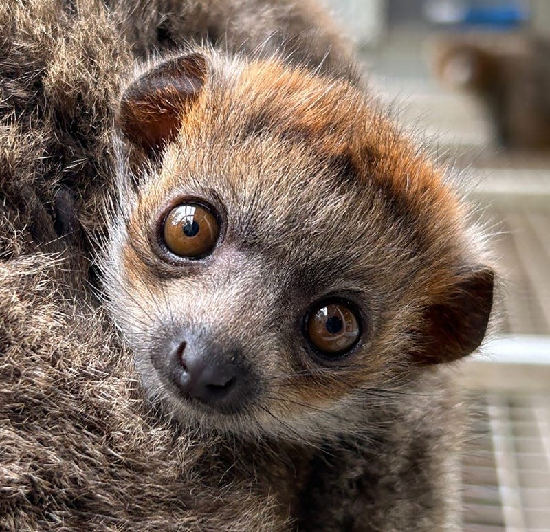 The big eyes of a baby mongoose lemur peer out from its mother's back. The baby was the first critically endangered mongoose lemur born at the Jacksonville Zoo and Gardens.