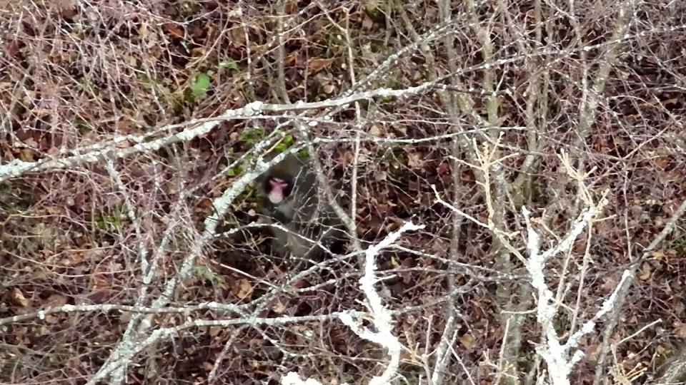 Mehrere Tage streifte der Affe durch die schottischen Highlands - und bekam bereits einen filmreifen Spitznamen verpasst. (Bild: dpa)