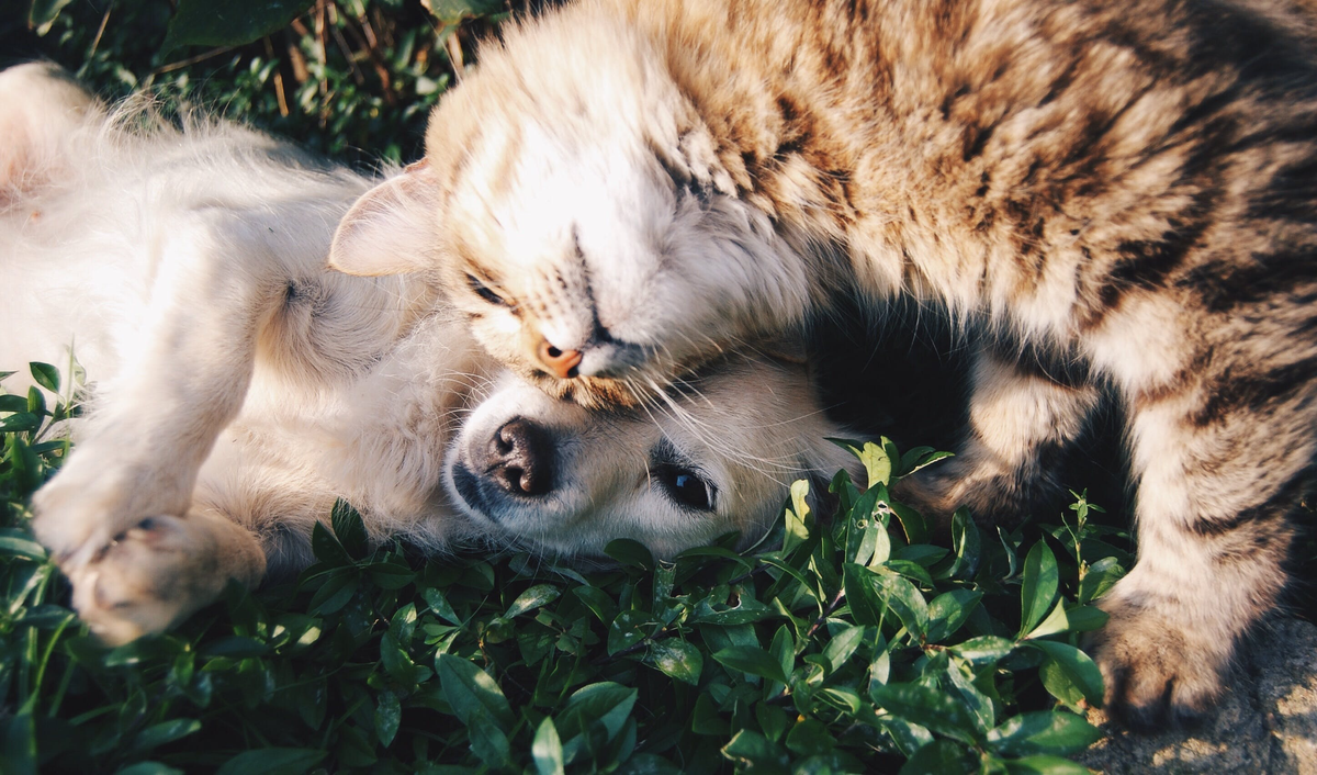 National Pet Day is celebrated annually on April 11.  (Pexels / Snapwire)