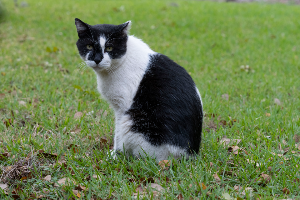 Domino, a beloved UT campus cat, is shown relaxing outside the university's Peter T. Flawn Academic Center. The tuxedo cat, which spent years living on campus, died Tuesday.