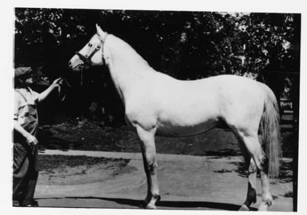 The thoroughbred stallion Saint Sylvestre, winner of Grand Champion Thoroughbred Stallion at The Royal Winter Fair in the 1920s. He was owned by Raoul Reymond, who emigrated with his wife from Switzerland in 1925, buying a fox farm in Southport. He and his wife became operators of Dalvay By-The-Sea in 1959.  (PARO - image credit)