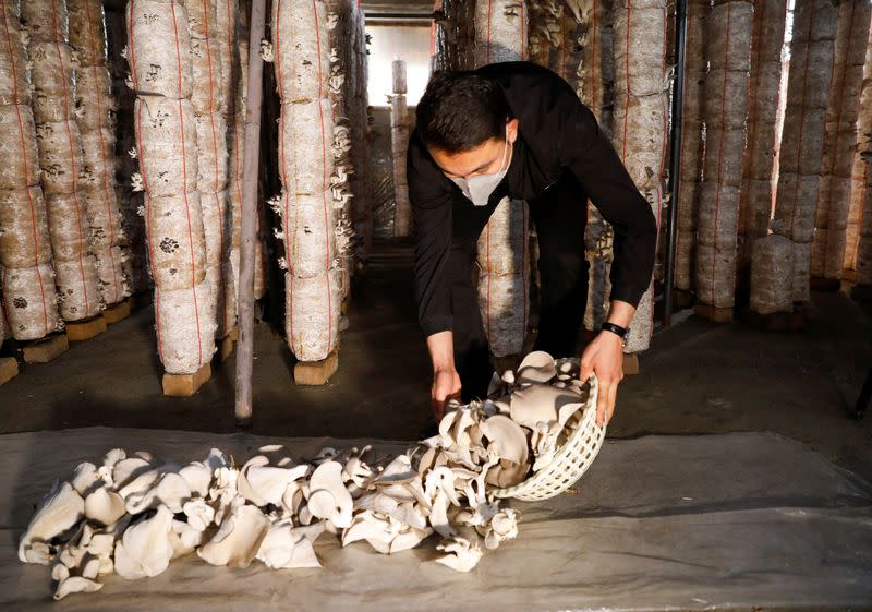 Rasool Rezaie puts mushrooms on the ground at his farm in Kabul